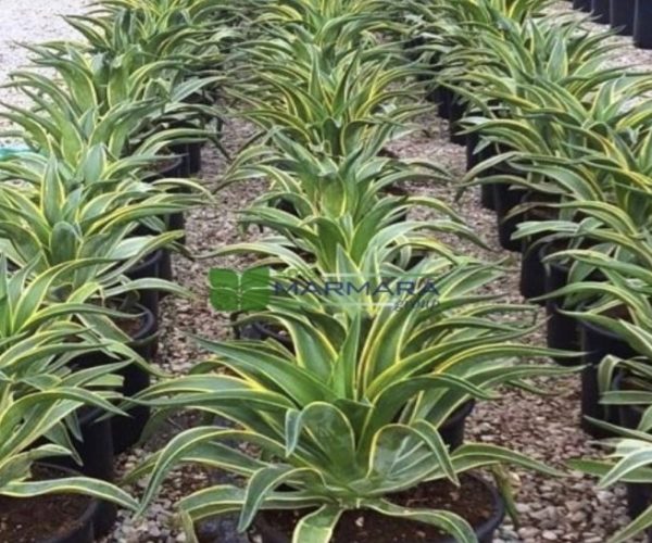 Agave desmettiana variegata (Agave horrida subsp. horrida) (ASPARAGACEAE)