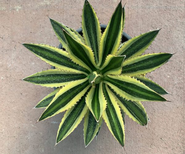 Agave lophantha (univittata) (ASPARAGACEAE)