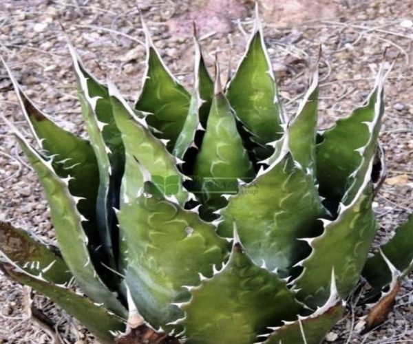 Agave montana (ASPARAGACEAE)