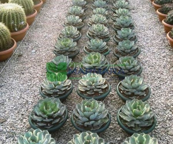 Agave potatorum (ASPARAGACEAE)