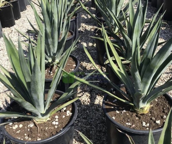 Agave sisalana (ASPARAGACEAE)