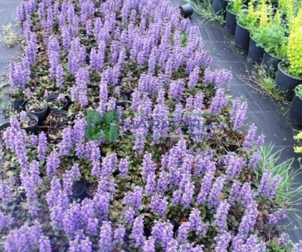 Ajuga reptans (LAMIACEAE)