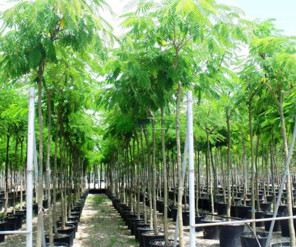 Albizia julibrissin (FABACEAEA)