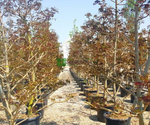 Albizia julibrissin summer chocolate (FABACEAEA)