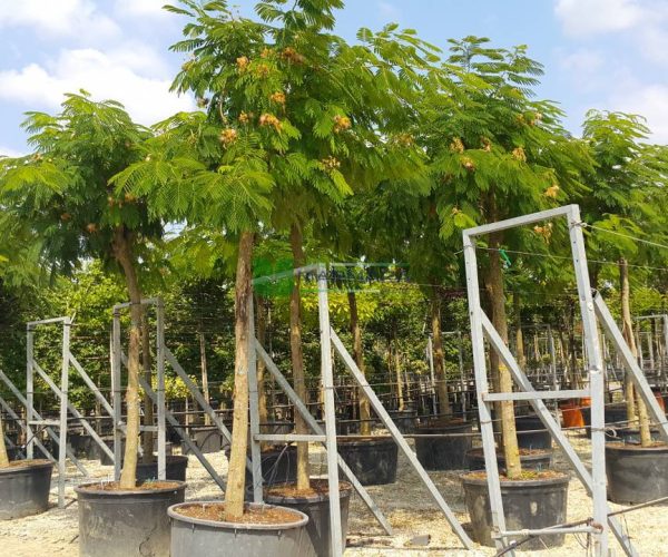 Albizia julibrissin umbrella (FABACEAEA)