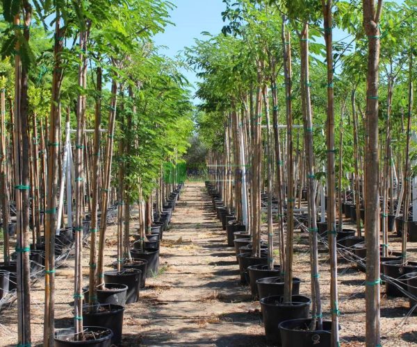 Albizia lebbeck (FABACEAE)