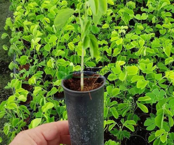 Albizia saman (Mimosa) (FABACEAE)