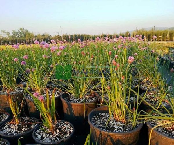 Allium giganteum (AMARYLLIDACEAE)