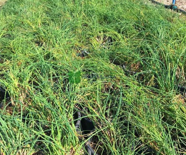 Allium schoenoprasum (ALLIACEAE)