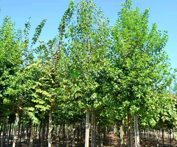 Alnus cordata (BETULACEAE)