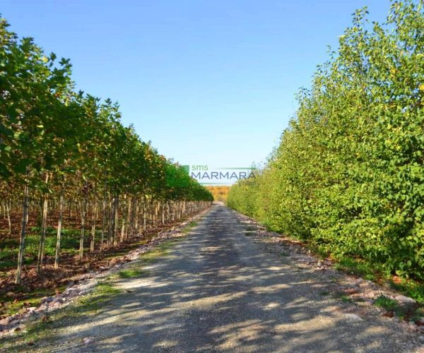 Alnus cordata cone (BETULACEAE)