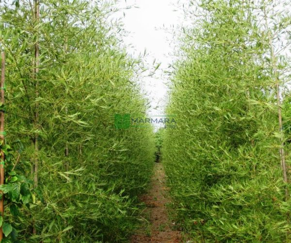 Alnus glutinosa imperialis (BETULACEAE)