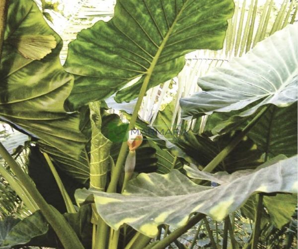 Alocasia macrorrhizos (ARACEAE)