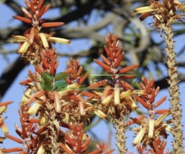 Aloe lutescens (ASPHODELACEAE)