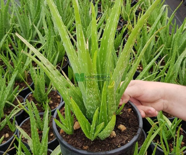 Aloe vera (ASPHODELACEAE)