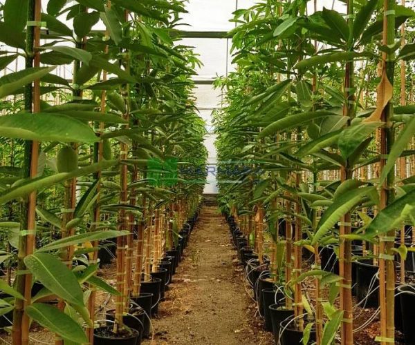 Alstonia scholaris (APOCYNACEAE)