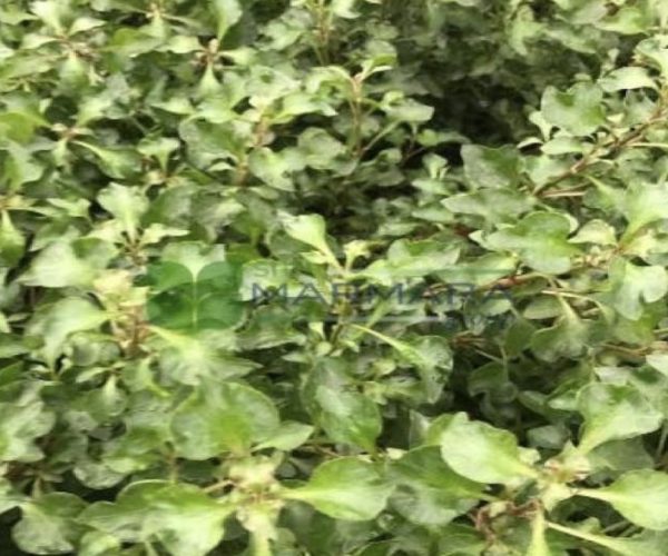 Alternanthera (AMARANTHACEAE)