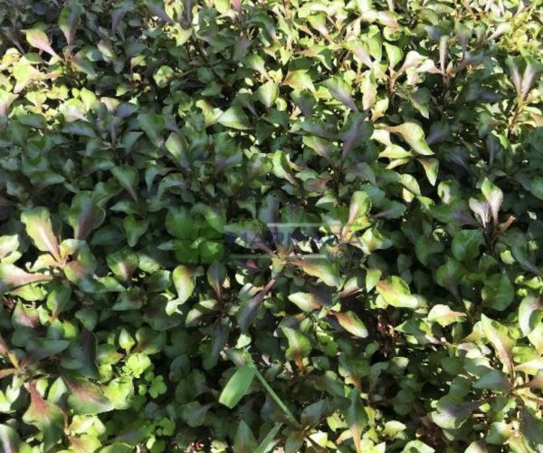 Alternanthera reineckii (AMARANTHACEAE)