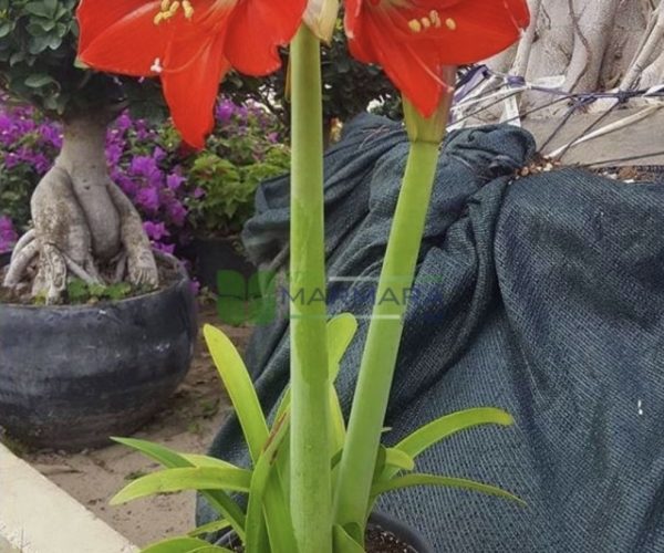 Amaryllis belladonna (Brunsvigia rosea) (AMARYLLIDACEAE)