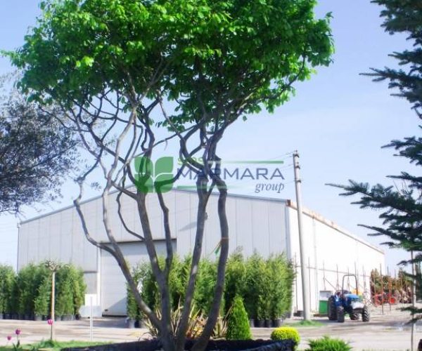 Amelanchier canadensis (ROSACEAE)