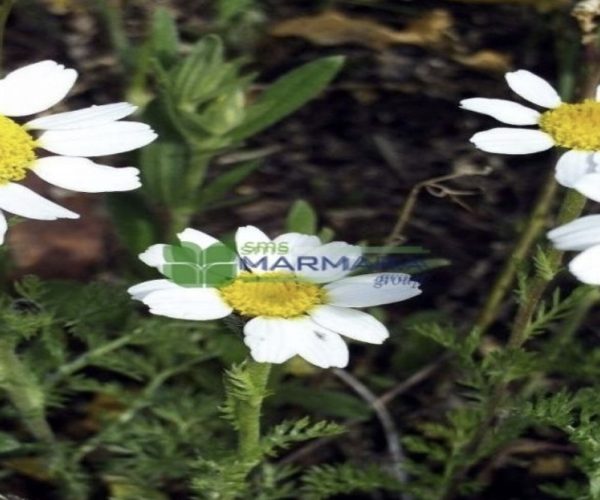 Anacyclus pyrethrum garden gnome (ASTERACEA)