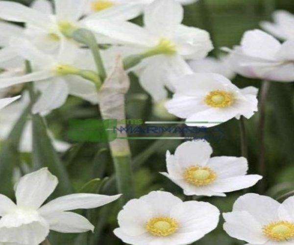 Anemone sylvestris (RANUNCULACEAE)