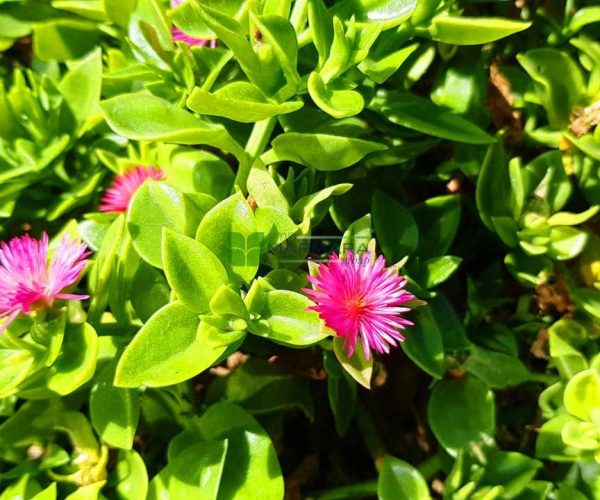 Aptenia cordifolia (AIZOACEAE)