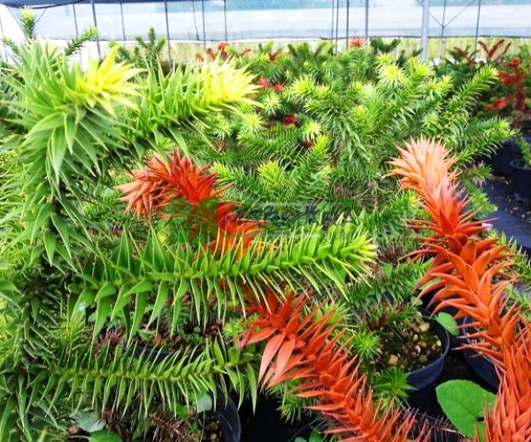 Araucaria araucana (ARAUCARIACEAE)