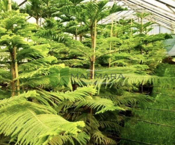 Araucaria heterophylla (ARAUCARIACEAE)