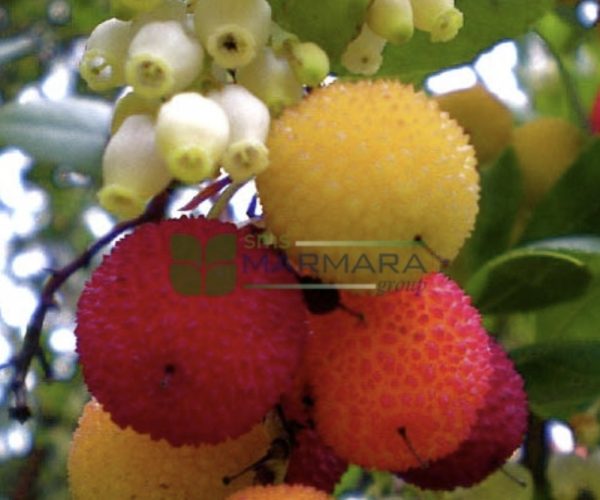 Arbutus unedo (ERICACEAE)