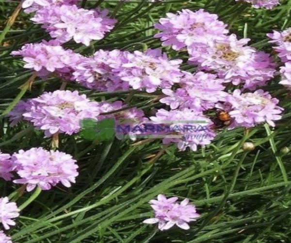 Armeria pseudarmeria (PLUBAGINACEAE)