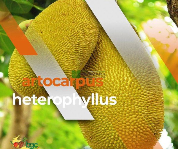 Artocarpus heterophyllus (MORACEAE)