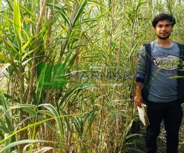 Arundo donax variegata (POACEAE)