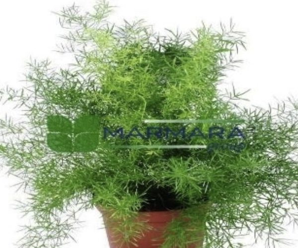 Asparagus densiflorus myersii (ASPARAGACEAE)