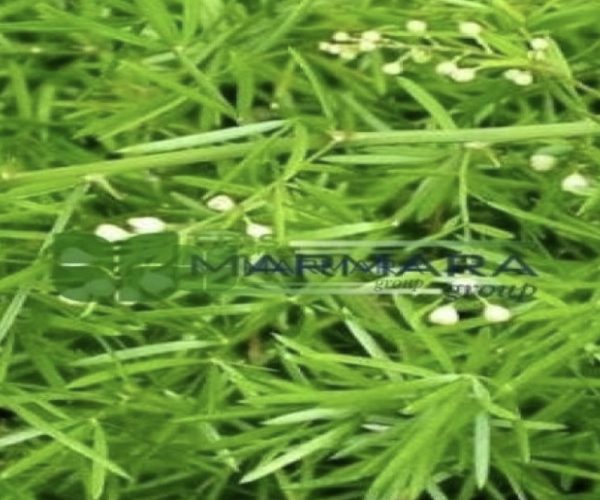 Asparagus densiflorus sprengeri (ASPARAGACEAE)