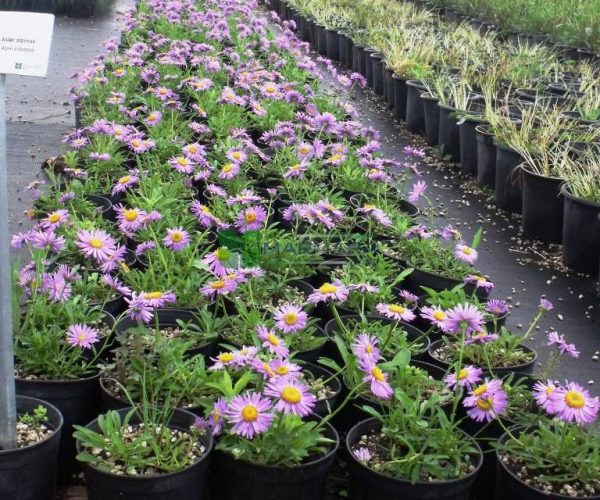 Aster alpinus (ASTERACEAE)