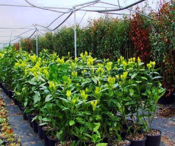 Aucuba japonica variegata (CORNACEAE)