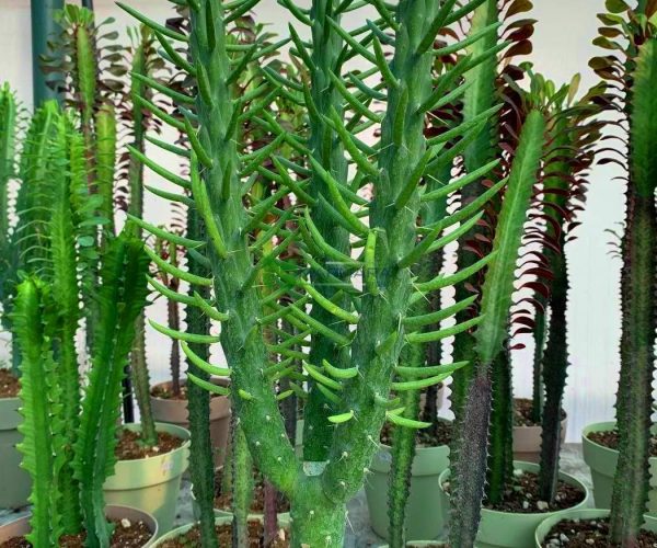 Austrocylindropuntia (Opuntia) subulata (CACTACEAE)