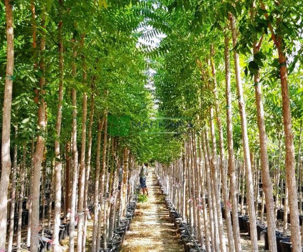 Azadirachta (Melia) indica (MELIACEAE)