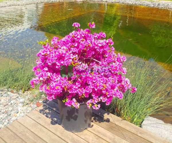 Azalea japonica (Rhododendron) (ERICACEAE)