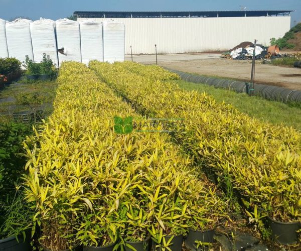 Bambusa (Phyllostachys) nana variegata (POACEAE)