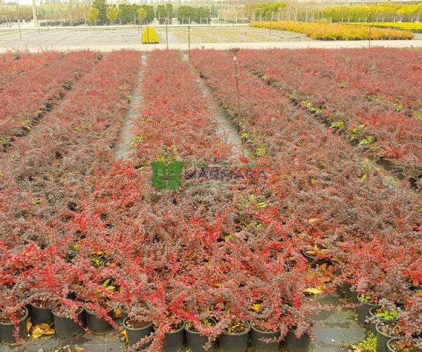 Berberis thunbergii admiration (BERBERIDACEAE)