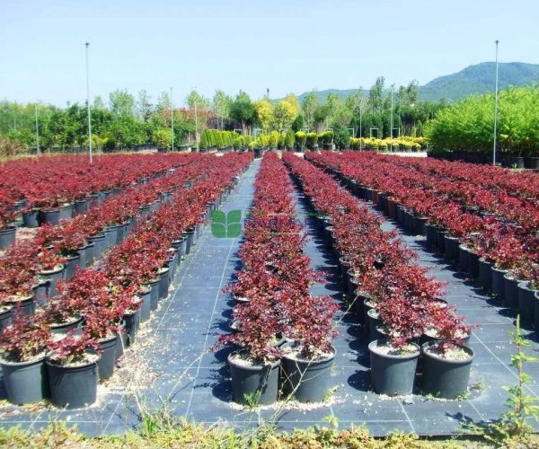 Berberis thunbergii atropurpurea (BERBERIDACEAE)