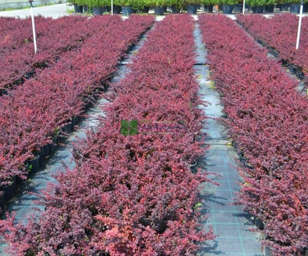 Berberis thunbergii bagatelle (BERBERIDACEAE)