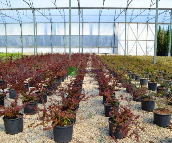 Berberis thunbergii golden ring (BERBERIDACEAE)