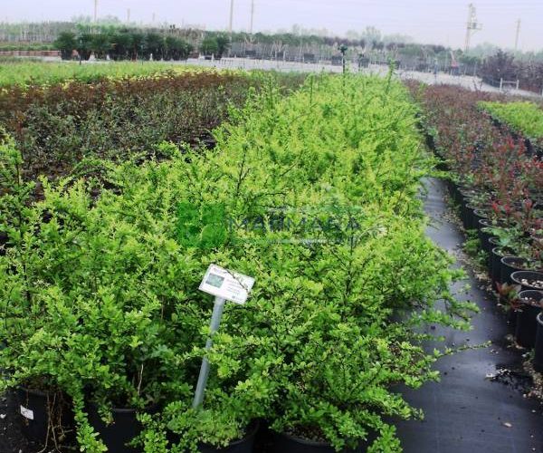 Berberis thunbergii green carpet (BERBERIDACEAE)
