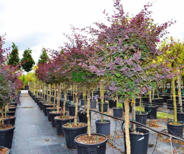 Berberis thunbergii ottawensis superba (BERBERIDACEA)