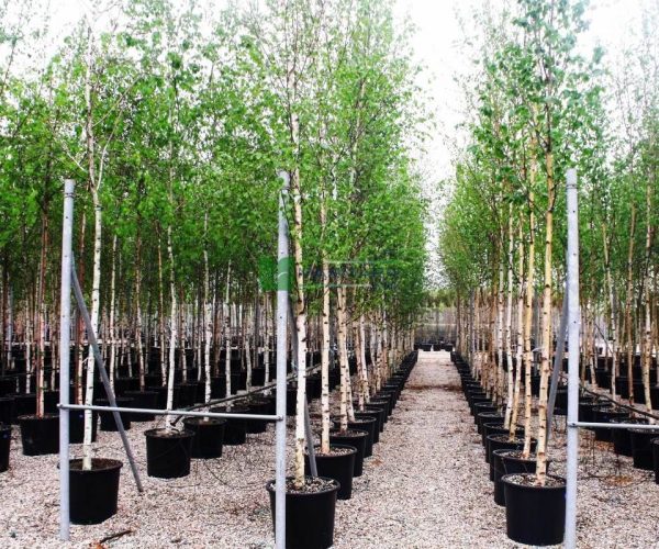Betula alba pendula (BETULACEAE)