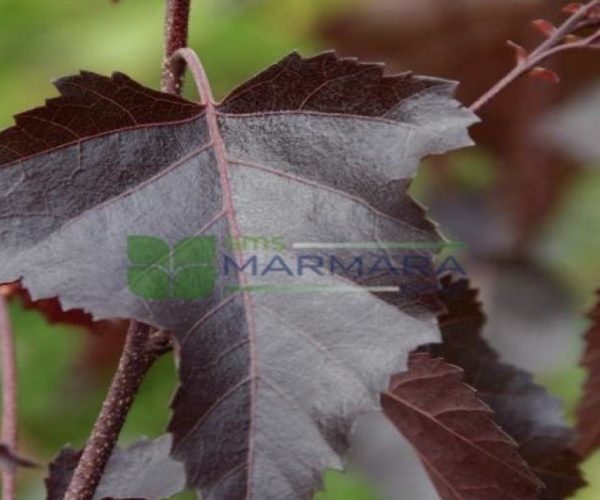 Betula pendula crimson frost (BETULACEAE)