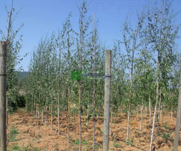 Betula pendula laciniata (BETULACEAE)